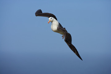 Black Browed Albatross (Thalassarche melanofris), Falkland Islands, South Atlantic Ocean