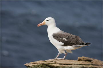 Black Browed Albatross (Thalassarche melanofris), Falkland Islands, South Atlantic Ocean