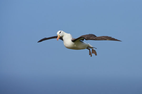 Black Browed Albatross (Thalassarche melanofris), Falkland Islands, South Atlantic Ocean