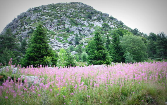 le mont gerbier-de-jonc ,source de la loire en ard&egrave;che