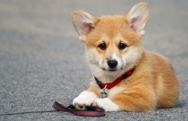Corgi puppy
