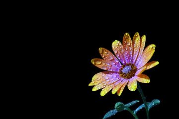 Flowers from my garden