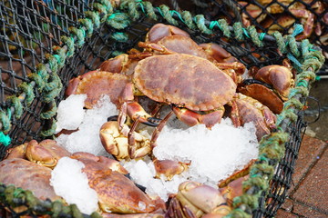 Crab on ice for sale at a seafood market in Scotland