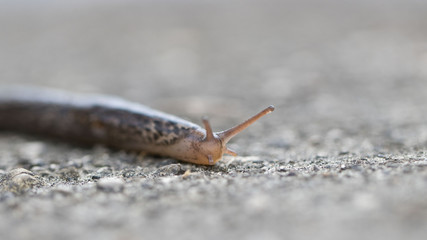 Nacktschnecke im Garten - Tigerschnegel