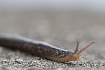Nacktschnecke im Garten - Tigerschnegel