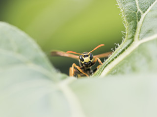Wespe (Feldwespe) im Garten - Natürlicher Feind gegen Raupen