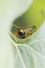 Wespe (Feldwespe) im Garten - Natürlicher Feind gegen Raupen