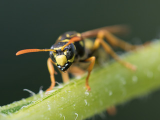 Wespe (Feldwespe) im Garten - Natürlicher Feind gegen Raupen