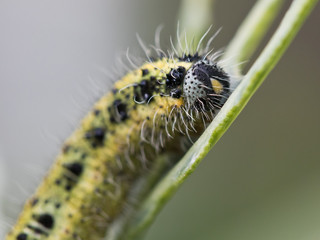 Schädlingsbefall im Gemüsegarten - Raupe des grossen Kohlweisslings