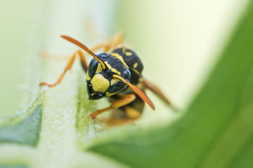 Wespe (Feldwespe) im Garten - Natürlicher Feind gegen Raupen