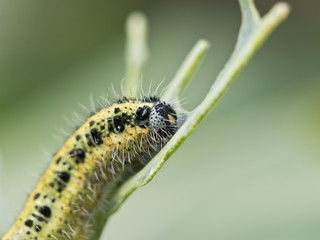Schädlingsbefall im Gemüsegarten - Raupe des grossen Kohlweisslings