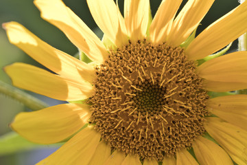 Einzelne Sonnenblume - Gelber Stern im Garten