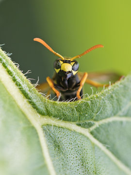 Wespe (Feldwespe) im Garten - Nat&uuml;rlicher Feind gegen Raupen