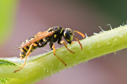 Wespe (Feldwespe) im Garten - Natürlicher Feind gegen Raupen