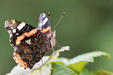 Schmetterling - Ein Admiral im Garten