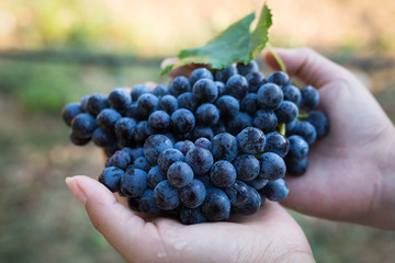 Uva nera in mano