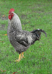Hahn auf Wiese