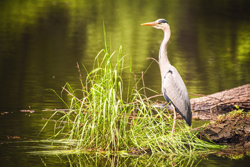 Heron on the lake