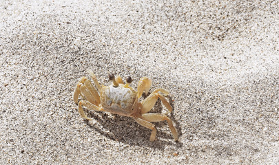 cangrejo la playa