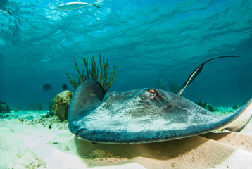 Fototapeta na wymiar A southern stingray cruises across the sand in the shallow waters of Stingray City located in the north sound of Grand Cayman. Rays are fed squid to encourage them to come closer to scuba divers