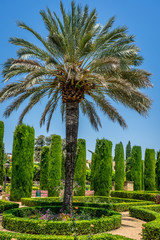 Fototapeta premium Tall palm trees in The jardines, royal garden of the Alcazar de los Reyes Cristianos, Cordoba, Spain, Europe