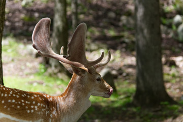 Naklejka na ściany i meble Profile of a young male deer with the tongue out-Stock photos