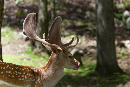 Profile of a young male deer with the tongue out-Stock photos © CELINE BISSON PHOTOS