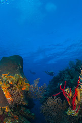 Naklejka na ściany i meble a background shot of a tropical caribbean coral reef. Divers can be seen in the deep blue water as they enjoy their scuba adventure. Such reefs are a thriving ecosystem for marinelife