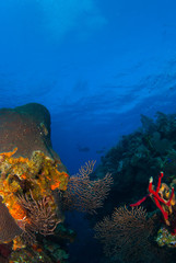a background shot of a tropical caribbean coral reef. Divers can be seen in the deep blue water as they enjoy their scuba adventure. Such reefs are a thriving ecosystem for marinelife