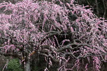 Weeping plum in Japan(It looks like a majestic waterfall)