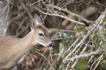 Close up of Key Deer