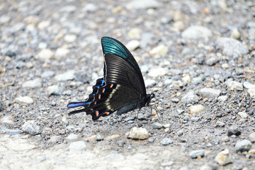 ミヤマカラスアゲハ