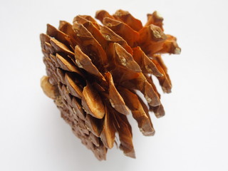 pine cone on white background