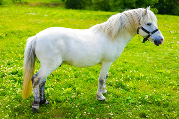 Obraz na płótnie Canvas White pony on a background of green grass. White Horse.