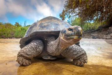 Foto op Canvas Galapagos eilanden. Galapagos-schildpad. Grote schildpad. Ecuador. © Grispb