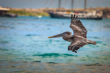 A bird flies low over the water. Pelican. Big Bird. Ecuador.