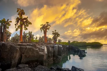 Foto op Canvas Large cacti. Galapagos Islands. Cacti growing on a rock. The Pacific coast. Ecuador. © Grispb