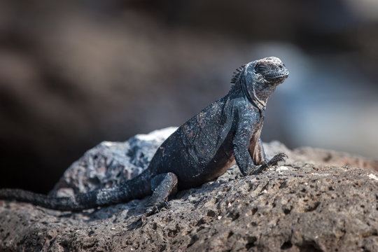 The marine iguana. Galapagos Islands. Lizard sitting on a rock. An iguana basking in the sun. Ecuador.