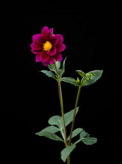Dahlia 1