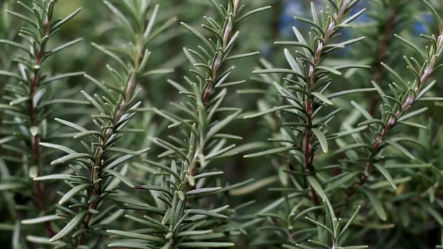 Close up and slow pan over a large rosemary plant in backyard garden.