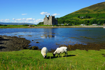 Traditional Scottish landscape with sheep grazing in front of the Lochranza Castle ruins and the...