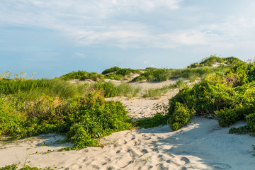 Grass-covered sand dunes at Coquina Beach on the Outer Banks in North Carolina at Cape Hatteras...