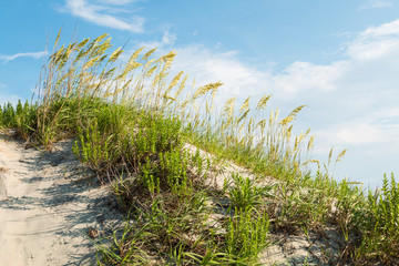 Naklejka premium Grassy sand dune on Coquina Beach at Cape Hatteras National Seashore on the Outer Banks in North Carolina. 