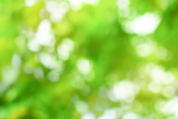Obraz premium Leaves of the trees blur for background