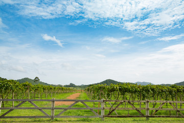 Fototapeta na wymiar Vineyard , Grapes or grape yard with river and mountain background, Concept of viticulture and nature