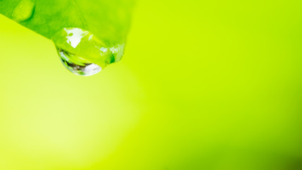 Dew on green leaf nature background