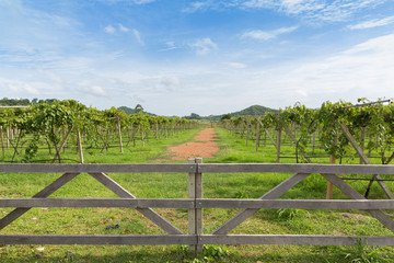 Fototapeta na wymiar Fench and Vineyard , Grapes or grape yard with blue sky background, Concept of viticulture and nature