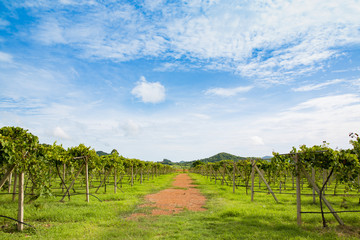 Naklejka premium Vineyard , Grapes or grape yard with river and mountain background, Concept of viticulture and nature