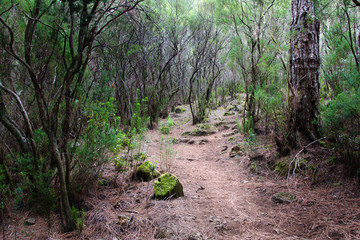 Pine forest, Tenerife, Spain