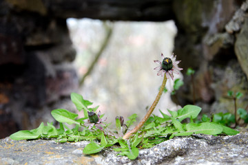Dandelion on walls of Boleslawiec Castle, Poland